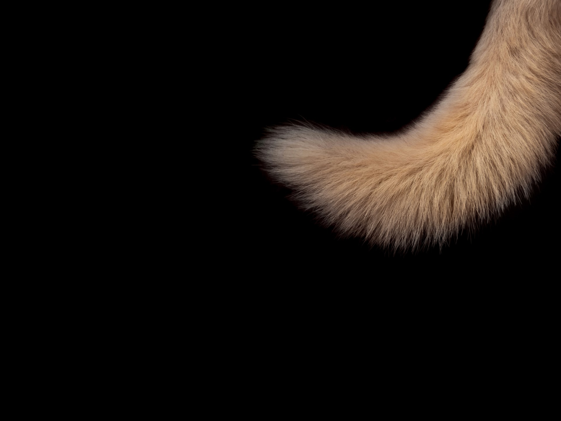 Yellow dog tail against a black background.
