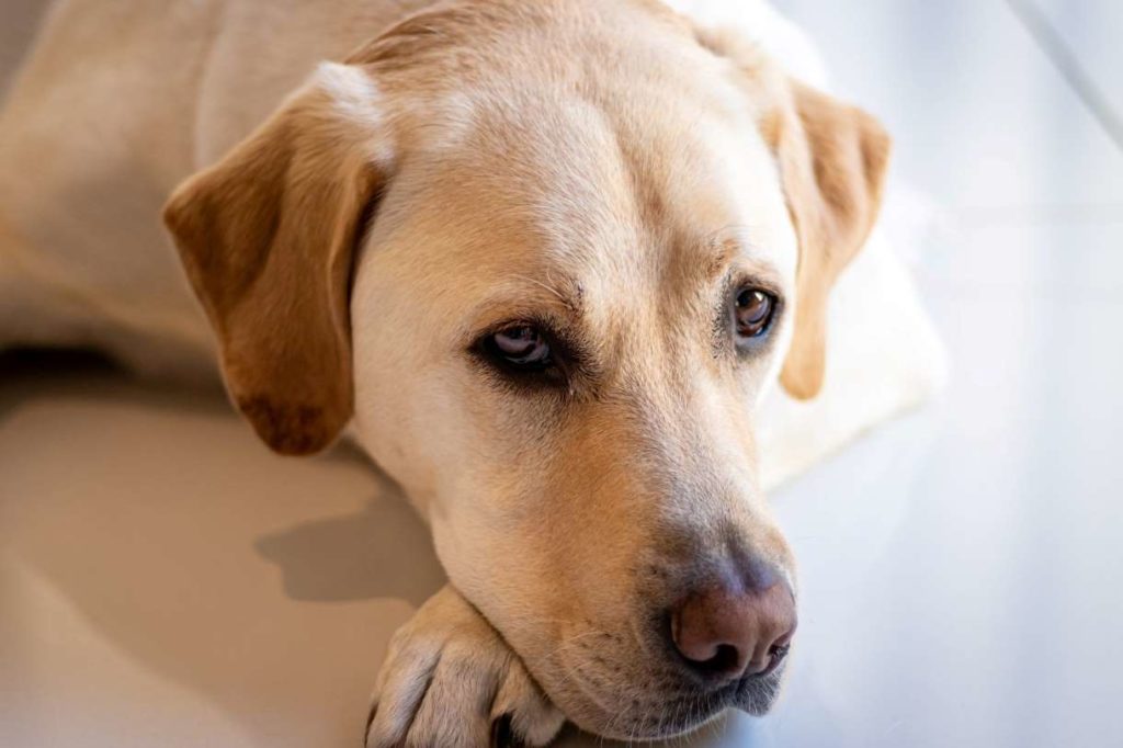 Close up face of yellow Lab lying on the floor.