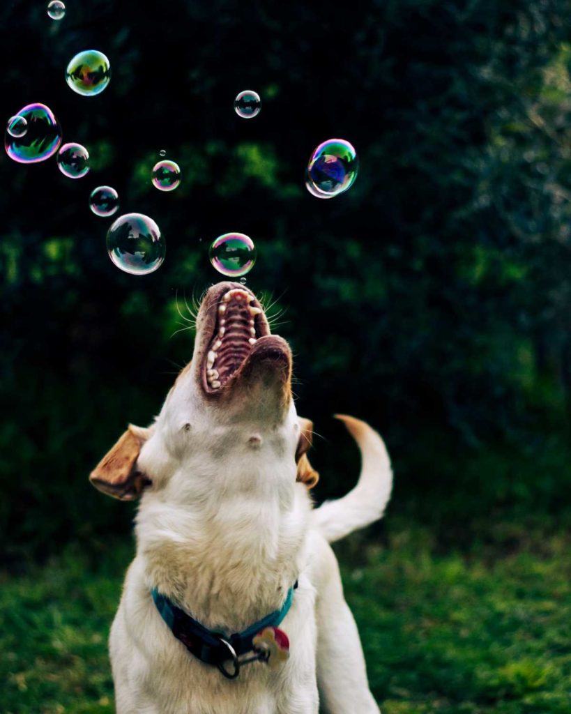 Yellow Labrador biting at bubbles in the air.