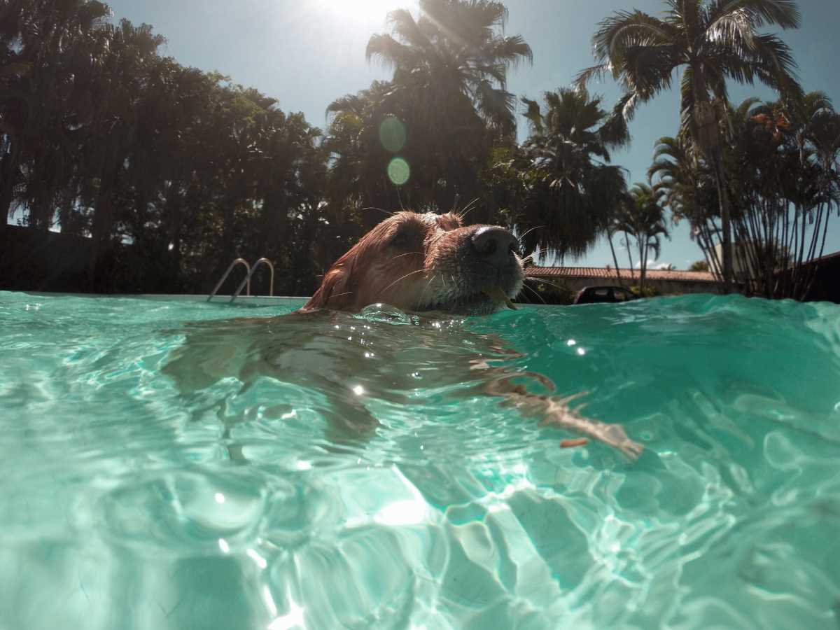 Close up view of a yellow dog swimming in water.