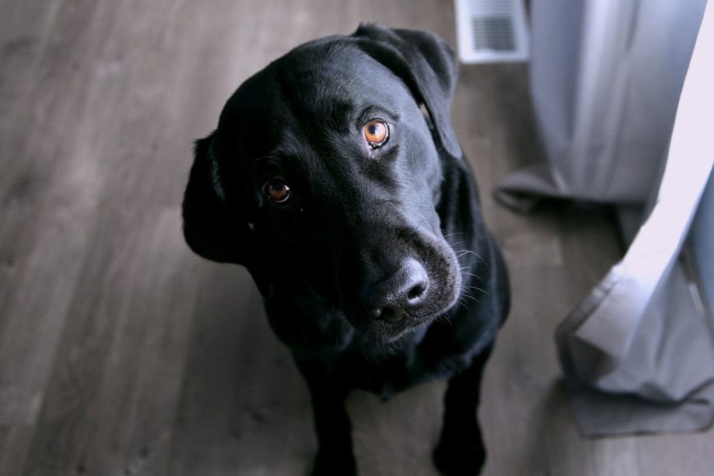 Black Lab with his head tilted looking up at camera.
