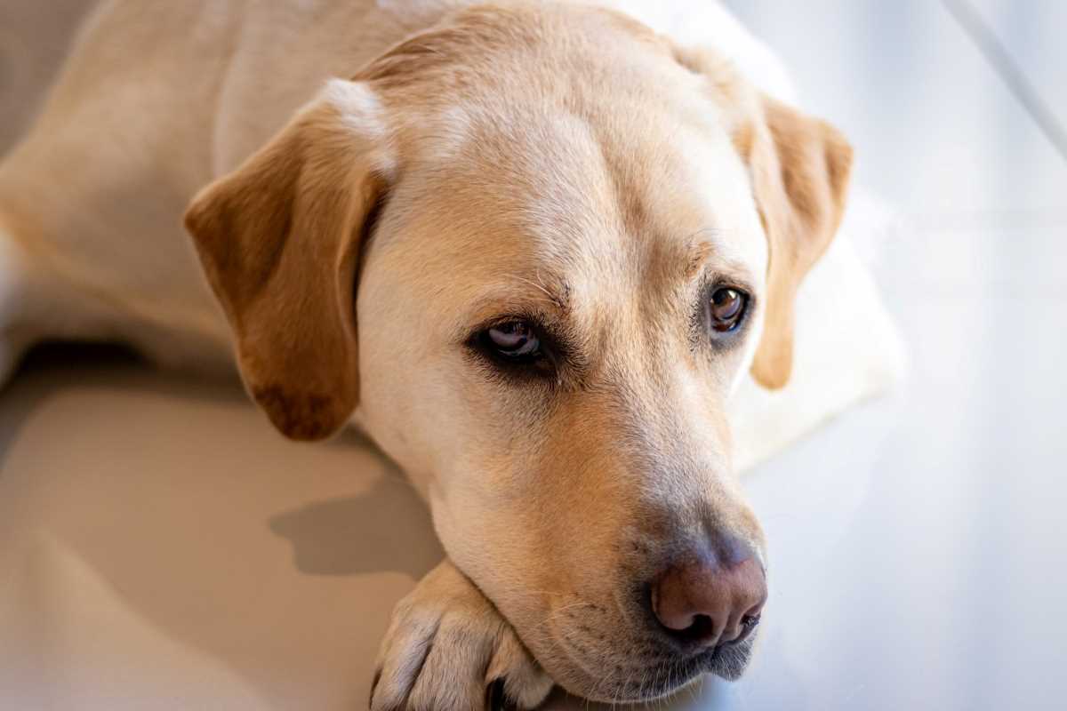 Yellow Labrador with head on paws lying on the floor.