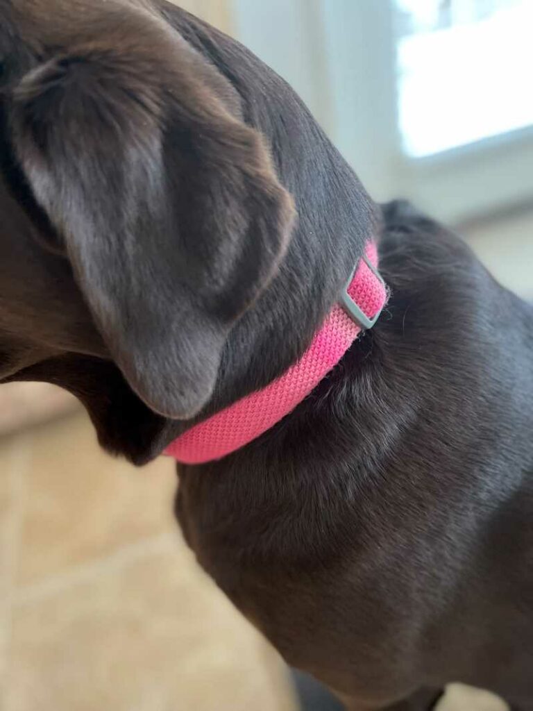Chocolate Lab wearing pink collar. 