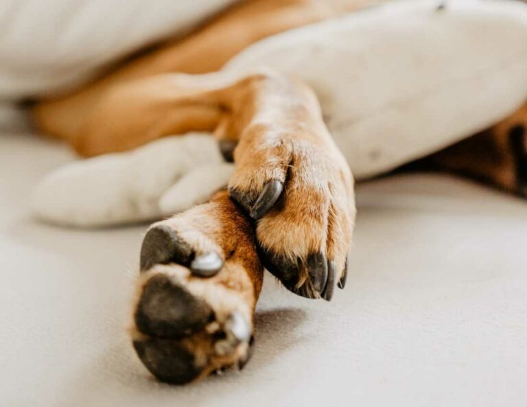 Why Do Dogs Chew Their Paws?