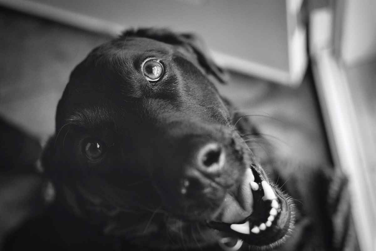 Black and white photo of black dog looking up sideways.