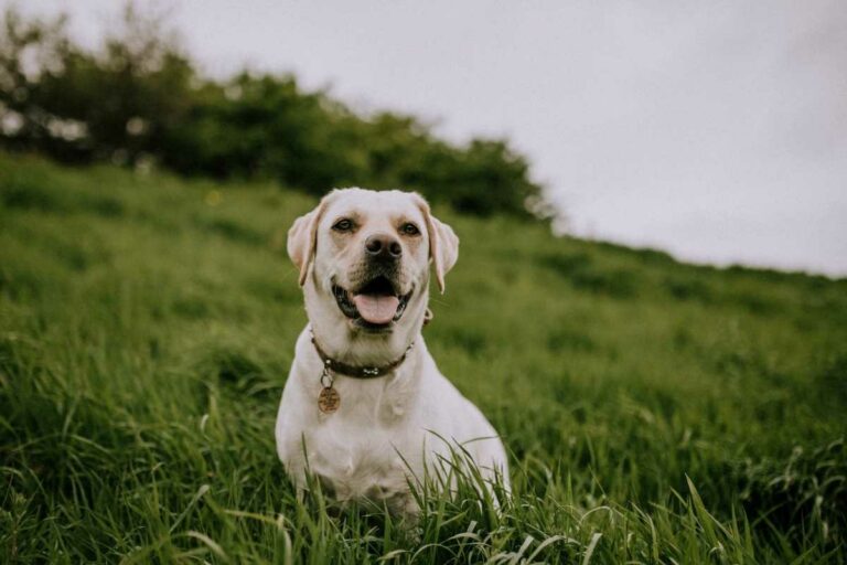 Dog Harness vs. Collar for Labradors: Pros & Cons