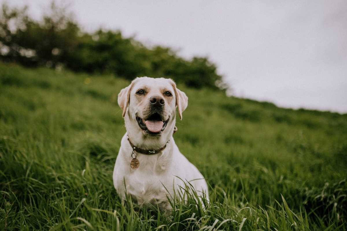 Yellow Labrador wearing a collar outside in green grass.