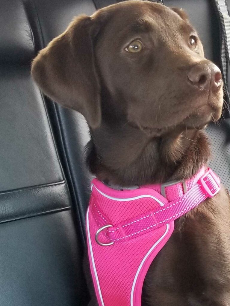 Chocolate Labrador puppy wearing pink harness.