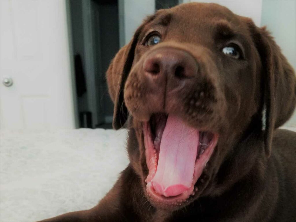 Chocolate Labrador puppy yawning.
