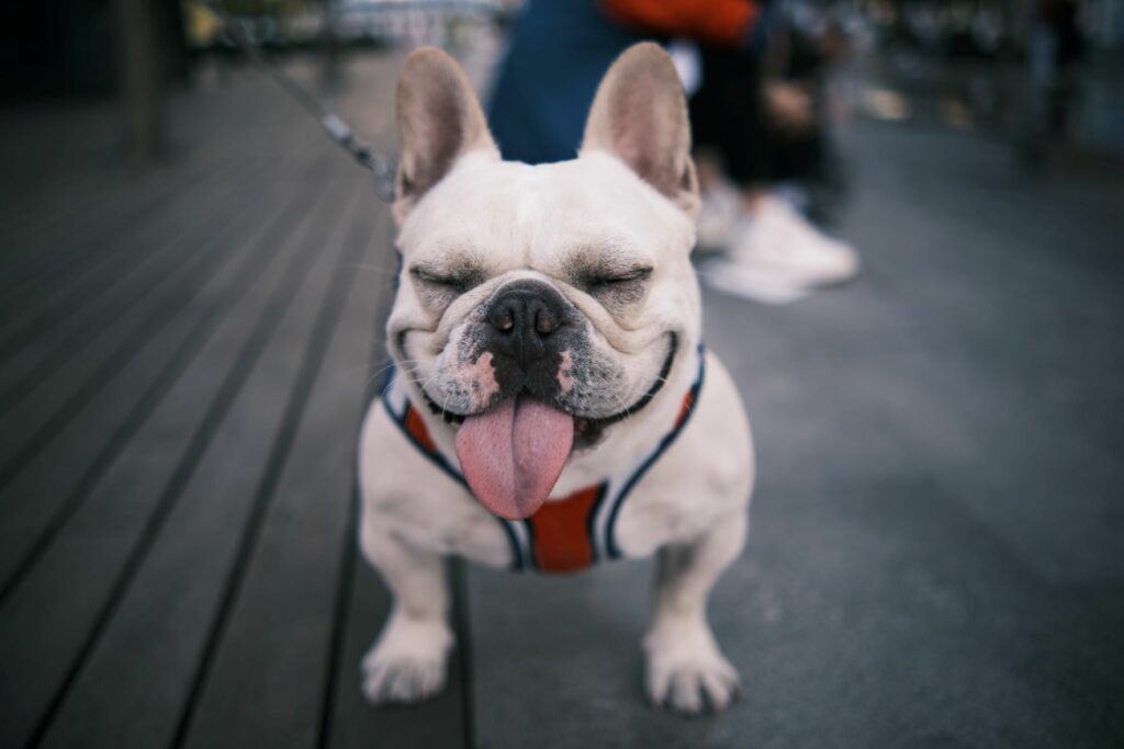 Yellow French Bulldog smiling.